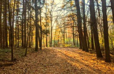 Detweiler Park – A Digital Destination Rooted in Legacy and Nature